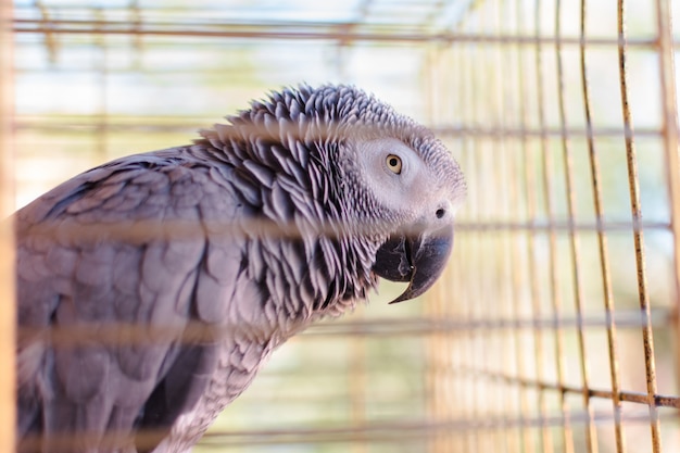 Попугай Яко (Psittacus erithacus) в клетке для птиц