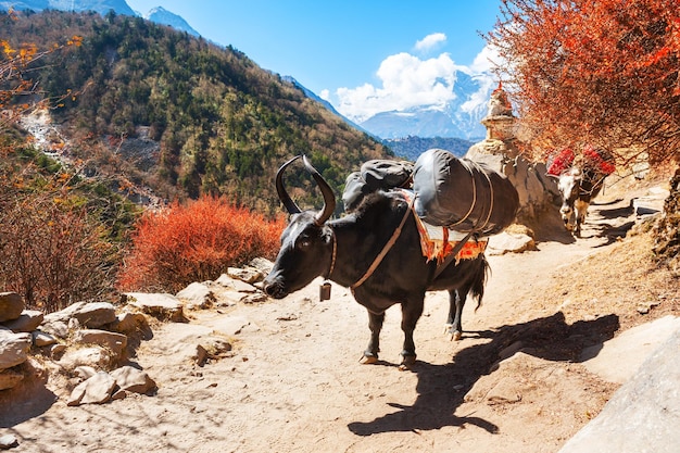 Yak che trasportano merci sulla strada per il campo base dell'everest in himalaya, nepal.