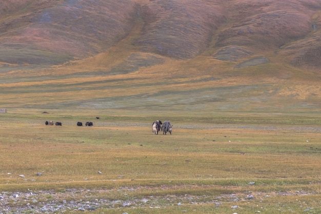 写真 山岳地帯のモンゴルの草原にいるヤクの群れ。アルタイ