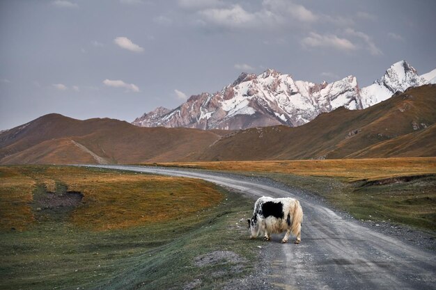 Yak in the mountain valley