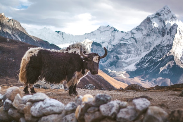 Yak staat in de himalaya berg