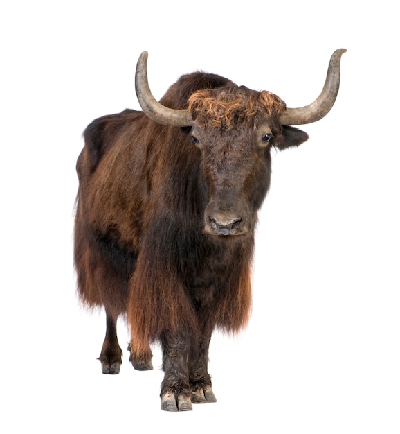 Yak on a white isolated