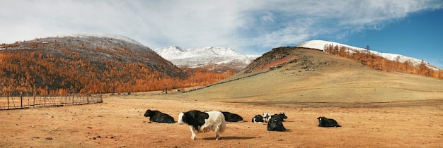 Yaki on a mountain pasture in Mongolia