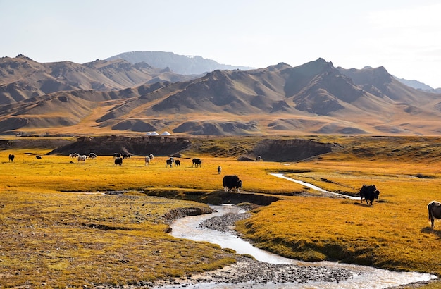 Yaks in the mountain valley