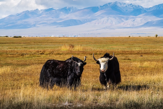 Yaks on a pasture in the autumn steppe against the backdrop of mountains. Kosh-Agachsky District, Altai Republic, Russia