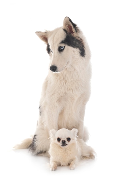 Yakutian Laika and chihuahua in front of white background