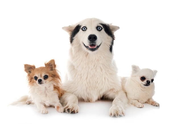 Yakutian Laika and chihuahua in front of white background