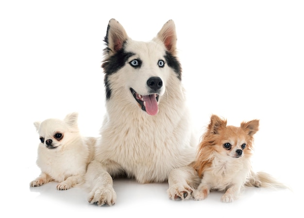 Yakutian Laika and chihuahua in front of white background