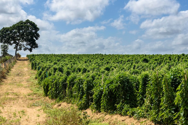 Yam plantage in Conde Paraiba Brazilië Braziliaanse landbouw