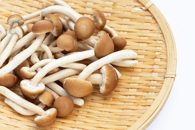 Yanagi Matsutake mushroom in bamboo plate