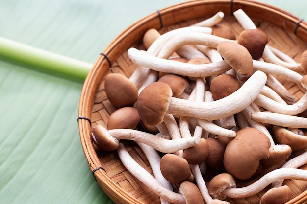 Yanagi Matsutake mushroom on banana leaf