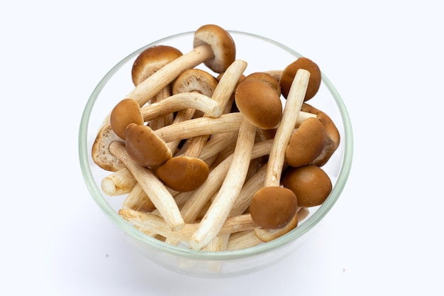 Yanagi Matsutake mushroom on white background