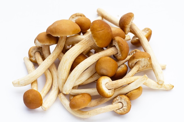 Yanagi Matsutake mushroom on white background