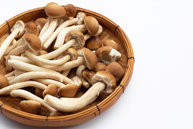 Yanagi Matsutake mushroom on white background