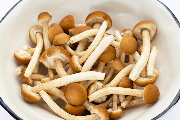 Yanagi Matsutake mushroom on white background