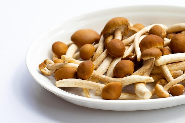Yanagi Matsutake mushroom in white plate