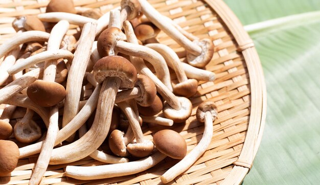 Yanagi Matsutake-paddenstoel op bamboebord