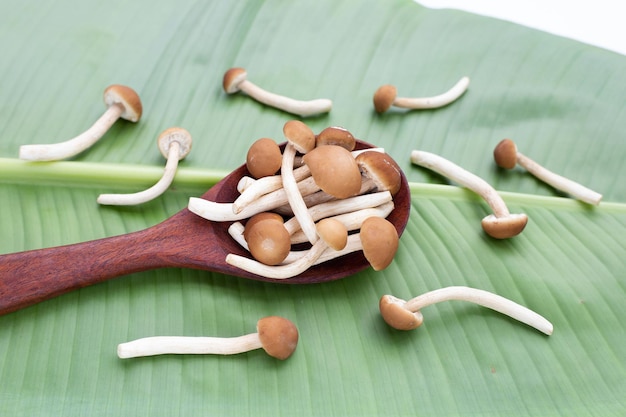 Yanagi Matsutake-paddenstoel op groen blad