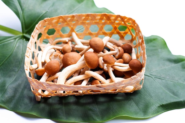 Yanagi Matsutake-paddenstoel op groen blad