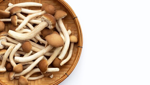 Yanagi Matsutake paddestoel op witte achtergrond