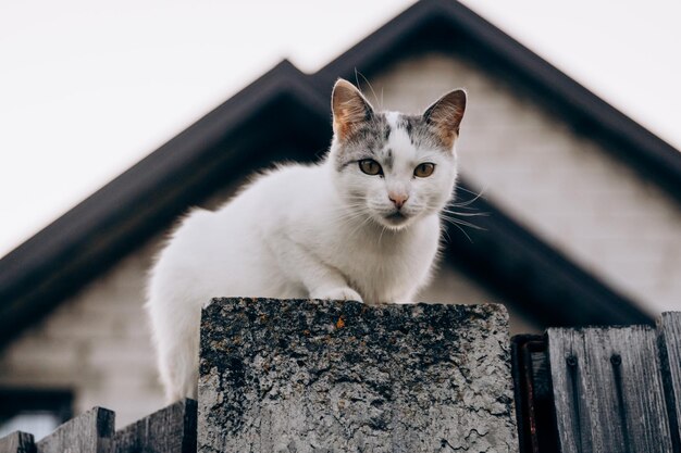 Yard cat sits on fence in village