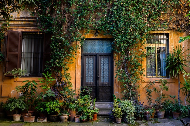 Yard full of plants