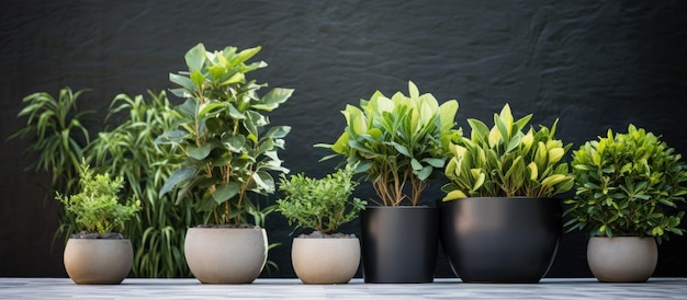 写真 観賞植物のある庭