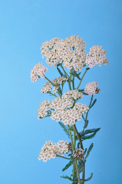 Yarrow on a blue background