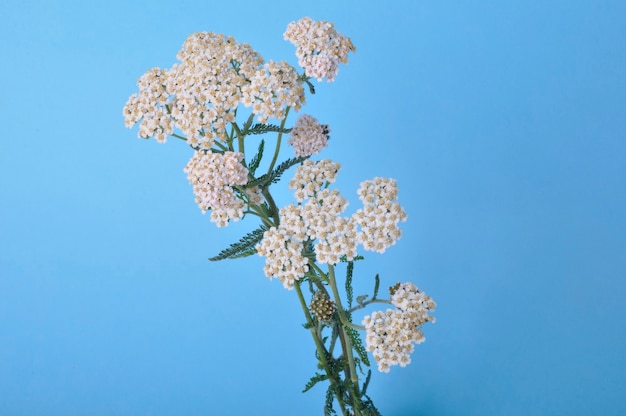 Yarrow on a blue wall