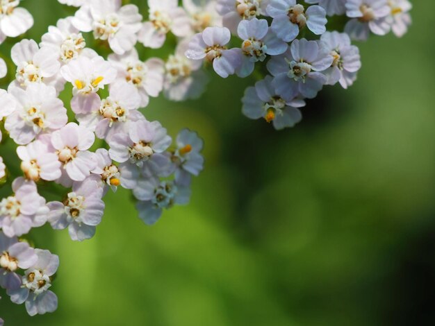 ノコギリソウの花