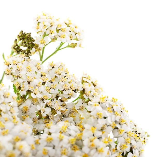 Yarrow flowers isolated