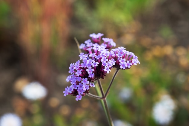 Achillea che cresce nella pianta medicinale del giardino.