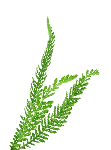 Yarrow leaf isolated