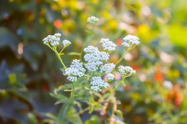Yarrow medical herb in summer season Plant used for herbal tea homeopathy and pharmacy products