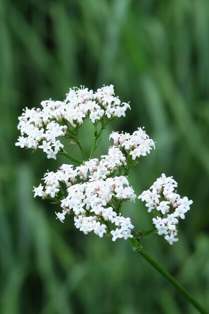 Yarrow medicinal plant growing in the field closeup