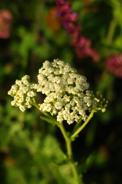 Yarrow medicinal plant growing in the field closeup