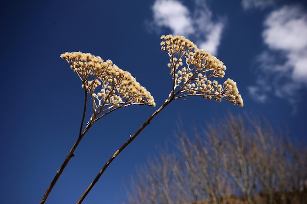 yarrow