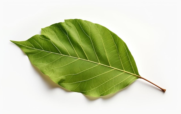 Yautia Leaf on Transparent Background