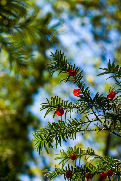 Yaw tree leaves with berries