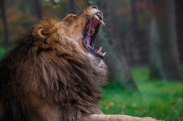 Yawn lion