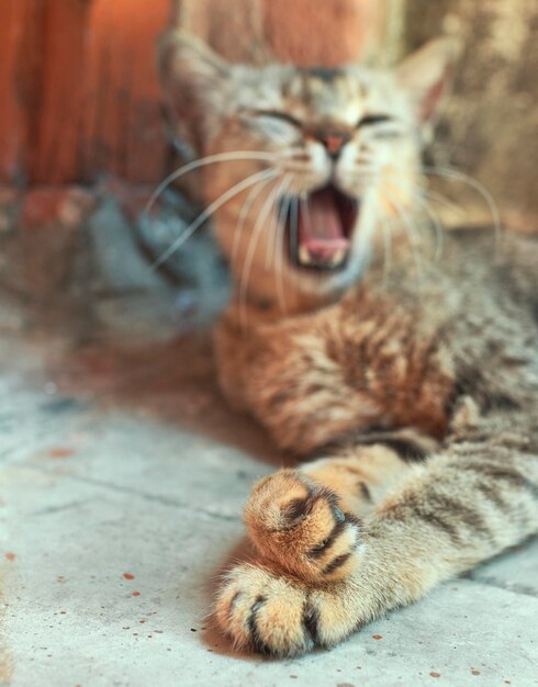 Foto un gatto che sbadiglia si concentra selettivamente sulle zampe del gatto