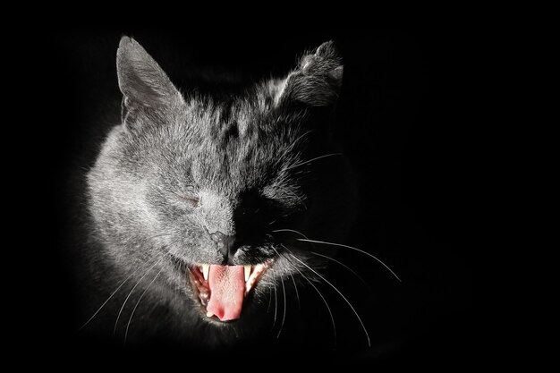 写真 あくび猫