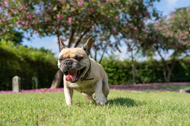 芝生のフィールドであくび犬。