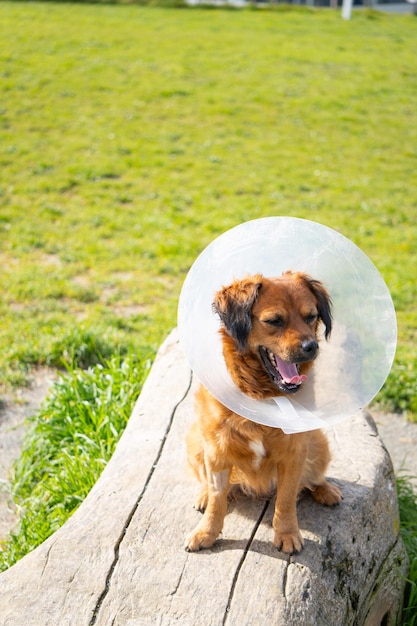 Photo yawning dog with elizabethan collar in the basque shepherd park on a log