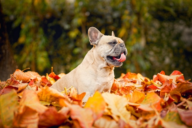 Yawning French Bulldog sitting in autumn forest.