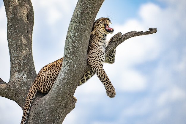Foto leopardo sbadigliando