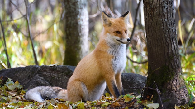 Yawning red fox at the park stretching.