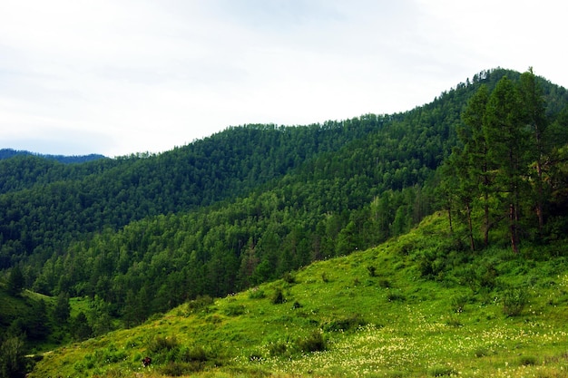 Photo year landscape of the mountain and glade