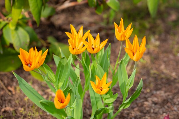 Yearly blooms Tulipa praestans Hoog sort Shogun yellow and orange tulips spring background