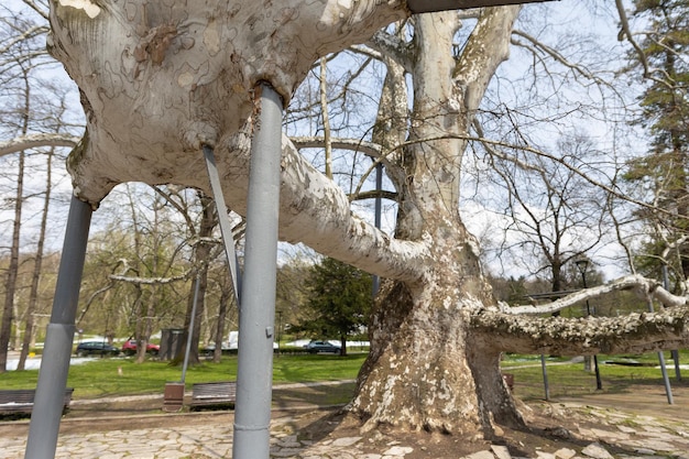 years old platanus supported on props